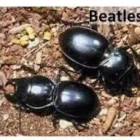 Business 2 image A1 PEST KILLERS & BEE REMOVALS Rodent in Cape Town WC