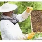 Business 3 image A1 PEST KILLERS & BEE REMOVALS Rodent in Cape Town WC