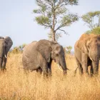 Maatskappy 3 beeld AFRICA MOJA TOURS & TRANSFERS Tours And Safari in Sandton GP