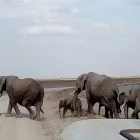 Business 5 image AFRICA VENTURE SAFARIS Travel Agents in Cape Town WC