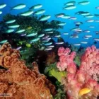 Business 3 image AQUATASTIC SCUBA DIVING SCHOOL Wetsuits in Edenvale GP