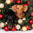 Maatskappy 1 beeld ASHLEIGH K PHOTOGRAPHY Photographers in Sandton GP