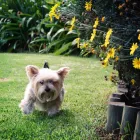 Business 1 image BED AND BISCUIT Pet Hotels in Cape Town WC