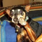 Business 2 image BED AND BISCUIT Pet Hotels in Cape Town WC