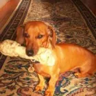 Business 3 image BED AND BISCUIT Pet Hotels in Cape Town WC