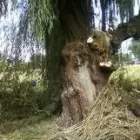 Business 8 image BOTHO CONSULTING 'N PROJECTS Swimming Pools in Johannesburg GP