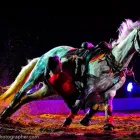 Business 2 image CHAREL SCHREUDER PHOTOGRAPHY Wildlife Photographer in Somerset West WC