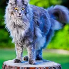 Business 18 image CHAREL SCHREUDER PHOTOGRAPHY Wildlife Photographer in Somerset West WC