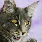 Business 19 image CHAREL SCHREUDER PHOTOGRAPHY Wildlife Photographer in Somerset West WC