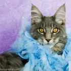 Business 20 image CHAREL SCHREUDER PHOTOGRAPHY Wildlife Photographer in Somerset West WC