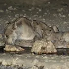 Business 61 image CHAREL SCHREUDER PHOTOGRAPHY Wildlife Photographer in Somerset West WC