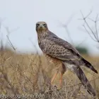 Business 62 image CHAREL SCHREUDER PHOTOGRAPHY Wildlife Photographer in Somerset West WC