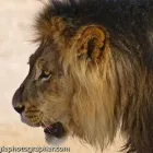 Business 63 image CHAREL SCHREUDER PHOTOGRAPHY Wildlife Photographer in Somerset West WC