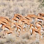 Business 64 image CHAREL SCHREUDER PHOTOGRAPHY Wildlife Photographer in Somerset West WC