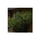 Business 7 image CHERRY COUNTRY LODGE Weddings in Midrand GP