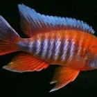 Business 2 image CICHLID WAREHOUSE Lake Victoria Cichlids in Krugersdorp GP