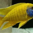 Business 3 image CICHLID WAREHOUSE Lake Victoria Cichlids in Krugersdorp GP