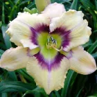 Business 1 image DAYLILIES ONLINE Where to Buy in Benoni GP