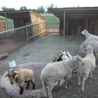 Business 16 image DE STALLEN Tourist Accomodation in Bloemfontein FS