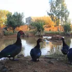 Business 17 image DE STALLEN Tourist Accomodation in Bloemfontein FS