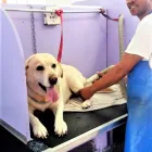 Business 2 image DOGS '4' US Pet Grooming in Cape Town WC