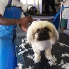 Business 1 image DOGS '4' US Pet Grooming in Cape Town WC