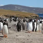 Business 2 image FORTUNE TELLER tarot psychic readingfree psychic reading online in Cape Town WC