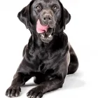 Business 2 image FUNKIPETS | ONLINE PET SHOP Pet Shops in Cape Town WC