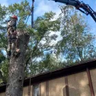 Maatskappy 1 beeld HARD TREE FELLERS Tree Care Services in Cape Town WC