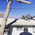 Maatskappy 2 beeld HARD TREE FELLERS Tree Care Services in Cape Town WC