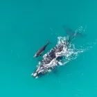 Business 1 image INDONGA TRAVEL PTY LTD Tourism Business Services in Somerset West, Cape Town, South Africa WC