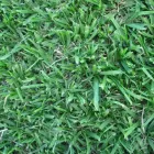 Business 5 image LAWNKING GARDENS® | TREE FELLING & INSTANT LAWN RANDBURG Tree Felling Or Stump Removal in Randburg GP