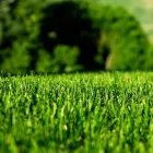 Business 7 image LAWNKING GARDENS® | TREE FELLING & INSTANT LAWN RANDBURG Tree Felling Or Stump Removal in Randburg GP