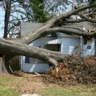 Business 12 image LAWNKING GARDENS® | TREE FELLING & INSTANT LAWN RANDBURG Tree Felling Or Stump Removal in Randburg GP