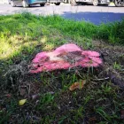 Business 15 image LAWNKING GARDENS® | TREE FELLING & INSTANT LAWN RANDBURG Tree Felling Or Stump Removal in Randburg GP