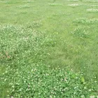 Business 17 image LAWNKING GARDENS® | TREE FELLING & INSTANT LAWN RANDBURG Tree Felling Or Stump Removal in Randburg GP