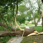 Business 20 image LAWNKING GARDENS® | TREE FELLING & INSTANT LAWN RANDBURG Tree Felling Or Stump Removal in Randburg GP