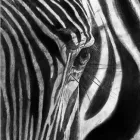 Business 6 image LIESEL WESSELS ARTIST Women Art in Bloemfontein FS