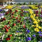 Business 3 image LIFESTYLE HOME GARDEN small garden ideas in Johannesburg GP