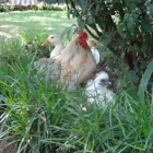 Business 1 image LITTLE HATCHLINGS PLAYSCHOOL School in Benoni GP