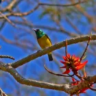 Business 1 image LOST TRAIL BED AND BREAKFAST Accommodation Establishments in Nelspruit MP