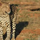 Business 2 image MADIKWE LODGE SOUTH AFRICA Safaris And Operators in Cape Town WC