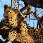 Business 13 image MADIKWE LODGE SOUTH AFRICA Safaris And Operators in Cape Town WC