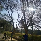 Maatskappy 1 beeld MOODLEY'S REMOVALS & TREE FELLING Tree Felling Or Stump Removal in Durban KZN