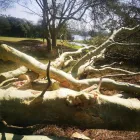 Maatskappy 2 beeld MOODLEY'S REMOVALS & TREE FELLING Tree Felling Or Stump Removal in Durban KZN