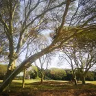 Maatskappy 3 beeld MOODLEY'S REMOVALS & TREE FELLING Tree Felling Or Stump Removal in Durban KZN