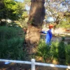 Maatskappy 5 beeld MOODLEY'S REMOVALS & TREE FELLING Tree Felling Or Stump Removal in Durban KZN