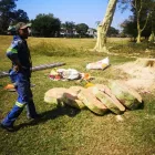 Maatskappy 8 beeld MOODLEY'S REMOVALS & TREE FELLING Tree Felling Or Stump Removal in Durban KZN