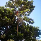 Maatskappy 9 beeld MOODLEY'S REMOVALS & TREE FELLING Tree Felling Or Stump Removal in Durban KZN