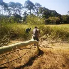 Maatskappy 10 beeld MOODLEY'S REMOVALS & TREE FELLING Tree Felling Or Stump Removal in Durban KZN